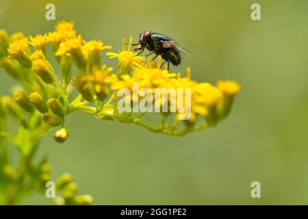 Die Lucilia-Fliege ist eine Gattung von Luftfliegen, aus der Familie der Calliphoridae. Stockfoto