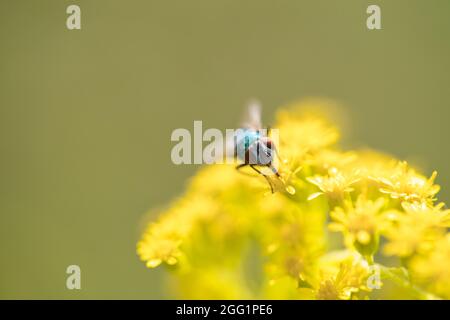 Die Lucilia-Fliege ist eine Gattung von Luftfliegen, aus der Familie der Calliphoridae. Stockfoto