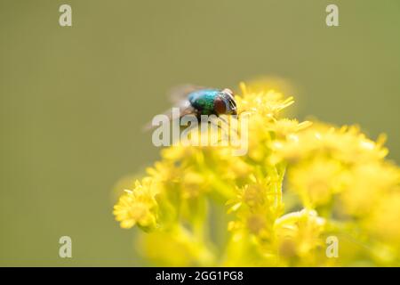 Die Lucilia-Fliege ist eine Gattung von Luftfliegen, aus der Familie der Calliphoridae. Stockfoto