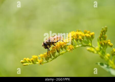 Die Nahaufnahme vor der gewöhnlichen Drohnenfliege Eristalis tenax, die auf einer kleinen gelben Blume ruht Stockfoto