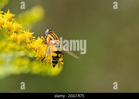 Europäische Hoverfly (Helophilus Trivittatus) auf einer Blume Stockfoto