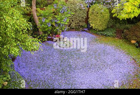 Ein Jacaranda mimosifolia ist ein Teppich aus Blumen und ein Sommerfeature in diesem Vorstadtgarten von Melbourne. Stockfoto