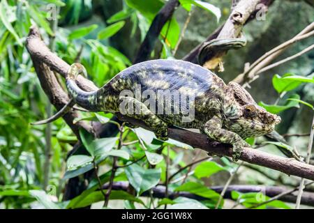 Das Parson-Chamäleon (Calumma parsonii) ist eine große Art von Chamäleon, einer Eidechse aus der Familie der Chamaeleonidae. Sie ist endemisch in Madagaskar. Stockfoto