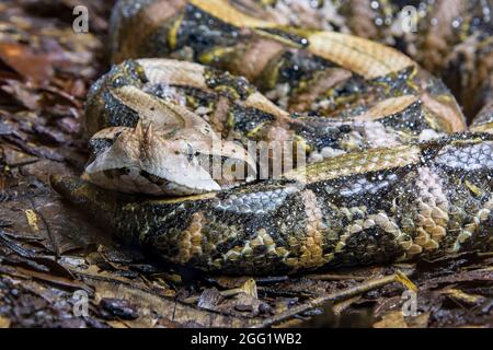 Die Gabun-Viper (Bitis gabonica) ist eine Viper-Art, die in den Regenwäldern und Savannen des subsaharischen Afrikas vorkommt. Wie alle Ottern ist es giftig. Stockfoto