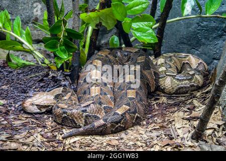 Die Gabun-Viper (Bitis gabonica) ist eine Viper-Art, die in den Regenwäldern und Savannen des subsaharischen Afrikas vorkommt. Wie alle Ottern ist es giftig. Stockfoto