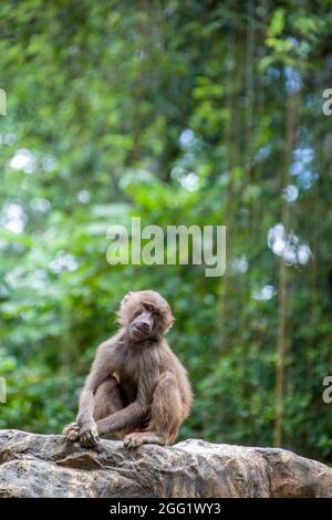 Ein junger Hamadryas-Pavian (Papio hamadryas) sitzt auf dem Felsen. Es handelt sich um eine Art Pavian aus der Affenfamilie der Alten Welt. Stockfoto