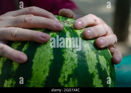 Der Bauer hält eine große reife Wassermelone in der Hand. Die Hände des Mannes ruhen auf der grünen Melone. Nahaufnahme. Selektiver Fokus. Stockfoto