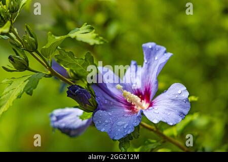 Blaue Hibiskusblüte mit Wassertropfen nach Regen Stockfoto