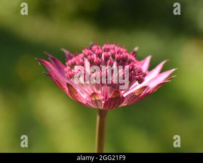 Große Sternblume Astratia große rosa Blume Stockfoto