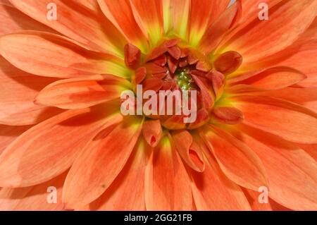 Orangefarbene Dahlia-Blüten in Kolumbalblüte aus der Nähe Stockfoto