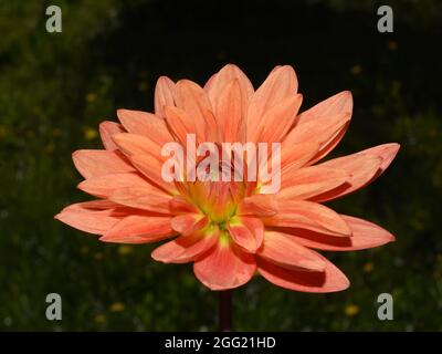 Orangefarbene Dahlia-Blüten in Kolumbalblüte aus der Nähe Stockfoto
