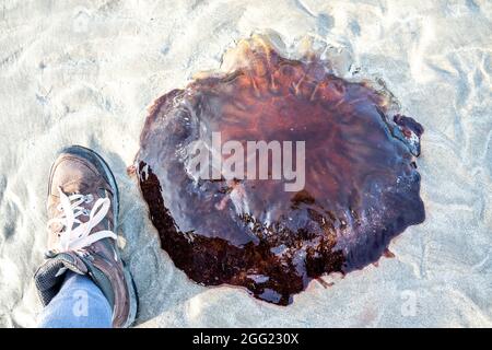 Eine sehr große Lions Mane Jellyfish - Cyanea Capillata - gestrandet am Strand. Stockfoto
