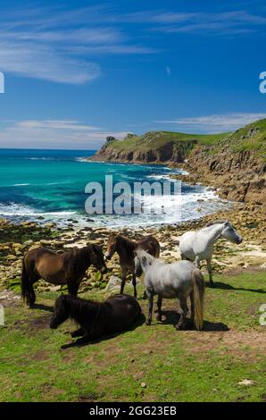 Nanjizal Beach Cornwall mit fünf Ponys im Vordergrund und EINEM wunderschönen Hintergrund aus Meer, Klippen und Himmel Stockfoto