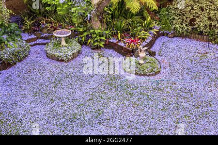 Ein Jacaranda mimosifolia ist ein Teppich aus Blumen und ein Sommerfeature in diesem Vorstadtgarten von Melbourne. Stockfoto