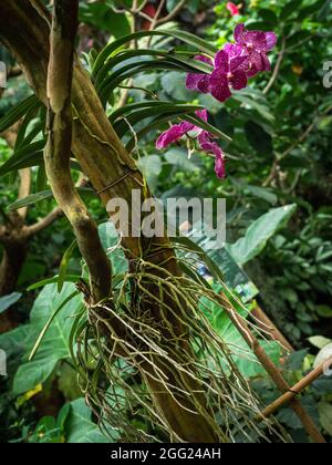 Orchidee in einer natürlichen Umgebung auf dem Baum Stockfoto