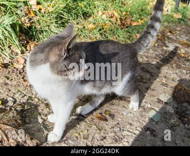 Porträt einer niedlichen grauen Katze, die im Freien stand und sich umdrehte, um zurückzublicken. Stockfoto