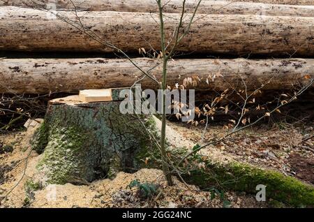 Stapel von geschnittenen Holzstämmen oder gefällten Bäumen auf einem Holzhof, Stapel von Stämmen und Baumstumpf in Deutschland, Europa Stockfoto