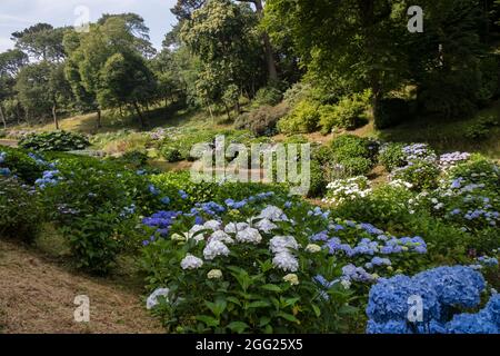 Hortensia Valley in den spektakulären subtropischen Trebah Gardens in Cornwall. Stockfoto