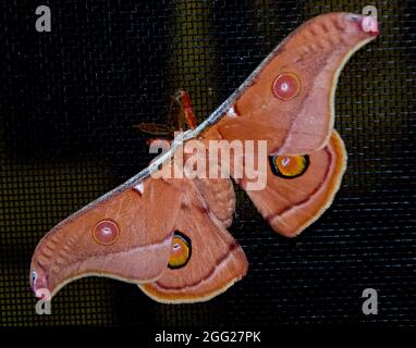 Kaiser Gum Moth, Opodiphthera Eukalypti. Große gemusterte Motte mit markanten Markierungen wie Augen, um Raubtiere abzuschrecken. Queensland, Australien. Stockfoto