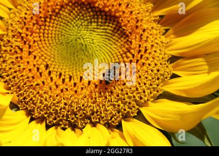 Biene sitzt auf einer Sonnenblume in der Sonne Stockfoto