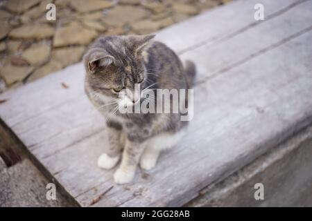 Schildkrötenkatze sitzt auf einem Holzbrett im Park. Stockfoto