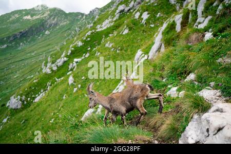 Gämsen, Rupicapra rupicapra tatranica, auf dem felsigen Hügel, Stein im Hintergrund, Julische Alpen, Italien. Wildtierszene mit Horntier Stockfoto