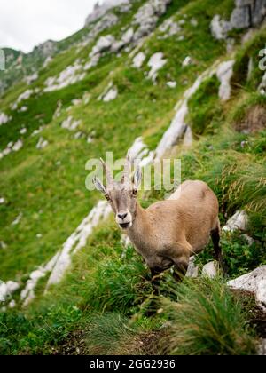 Gämsen, Rupicapra rupicapra tatranica, auf dem felsigen Hügel, Stein im Hintergrund, Julische Alpen, Italien. Wildtierszene mit Horntier Stockfoto