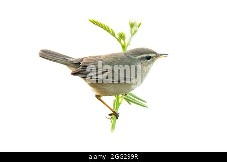 Dunkler Waldsänger, der auf einem Mimosenzweig auf weißem Hintergrund isoliert ist Stockfoto