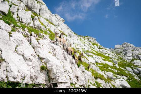 Gämsen Familie mit off spring. Wilde Gämsen auf den Felsen auf dem Gipfel. Wildes Tier in freier Wildbahn in der Natur. Stockfoto