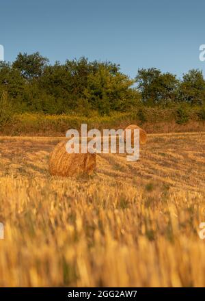 Runde Strohballen im landwirtschaftlichen Feld nach der Getreideernte im Herbst bei goldenem Sonnenlicht Stockfoto