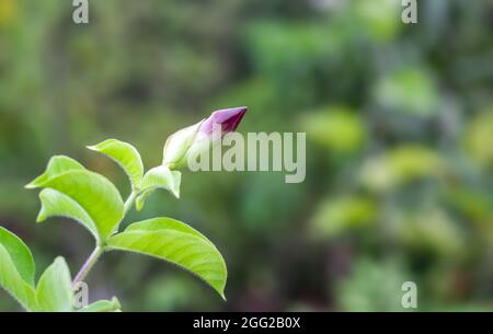 Eine wachsende Knospe von allamanda cathartica oder gemeiner Trompete-Rebe-rosa Blume auf weichem grünem Bokeh-Hintergrund mit selektivem Fokus Stockfoto