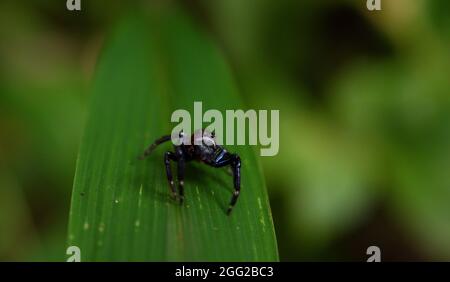 Eine seltene kleine Spinne in Makro Stockfoto