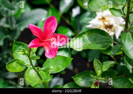 Im Garten blühte der rote Hibiskus rosa sinensis oder die Joba-Blume Stockfoto