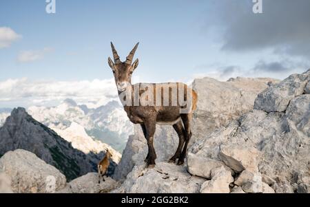 Gämsen, Rupicapra rupicapra tatranica, auf dem felsigen Hügel, Stein im Hintergrund, Julische Alpen, Italien. Wildtierszene mit Horntier Stockfoto