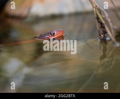 Rotbauchige Wasserschlange, die sich in einem kleinen Teich in North Carolina abkühlt Stockfoto