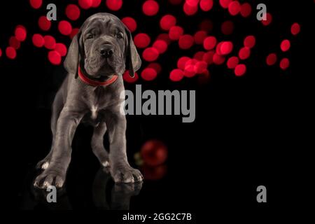 Grau reinrassige Dogge Welpen mit roten Lichtern auf einem Weihnachtsbaum und einzelne rote Ornament auf einem dunklen Hintergrund Stockfoto