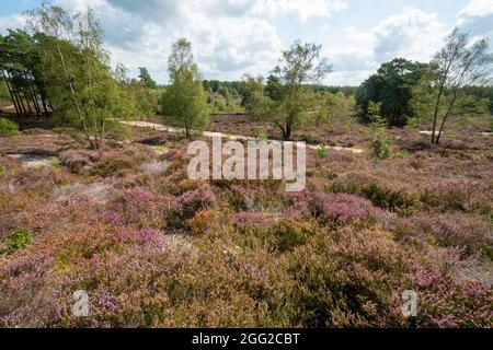 Blick auf lila Heidekraut in Blüte bei Crooksbury Common, einer Flachlandheide SSSI in Surrey, England, im Sommer oder August Stockfoto