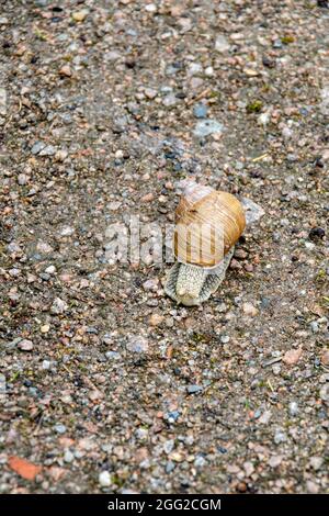 Nahaufnahme einer Schnecke (Helix pomatia) auf einem Schotterweg Stockfoto