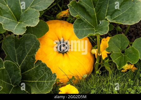 Großer gelber Kürbis, der durch die im Garten wachsenden Blätter guckt. Stockfoto