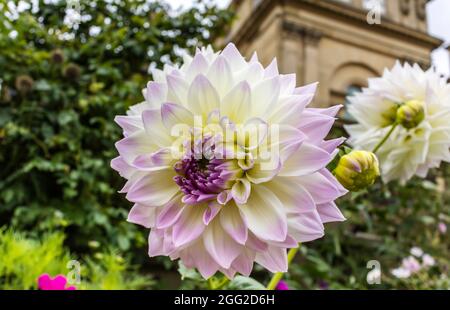 Nahaufnahme von großer erröter Creme und Lavendel-Dahlia-Kopf in einem Garten. Stockfoto