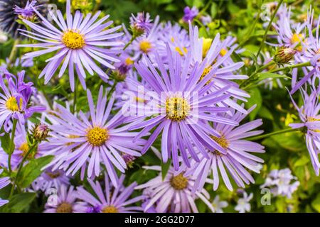 Aster Frikartii 'Monch' eine lavendelblaue krautige Staude an einem krautigen Rand. Stockfoto