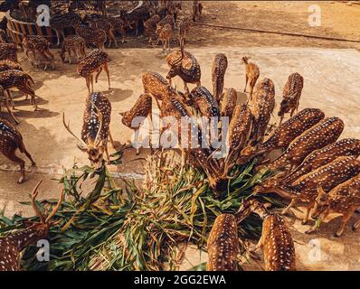 Ich habe gehört, dass Hirse in einem Zoo Gemüse essen Stockfoto