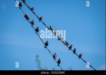 Junge Stare [Sturnus vulgaris] an Stromleitungen im späteren Sommersonnenschein. Stockfoto