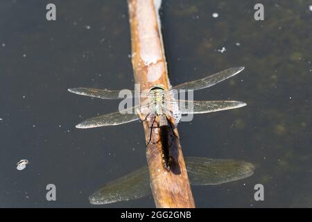 Grüne Falkerin Libelle, die auf einem Ast in einem Teich mit Reflexionsmakro aus der Nähe sitzend ist Stockfoto