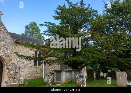 Bergh Apton Kirche, Eibenbaum, Taxus baccata Stockfoto