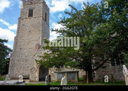 Bergh Apton Kirche, Eibenbaum, Taxus baccata Stockfoto