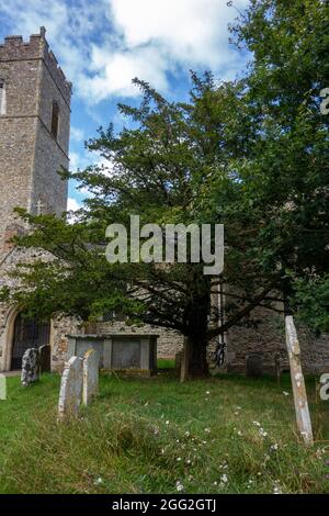 Bergh Apton Kirche, Eibenbaum, Taxus baccata Stockfoto