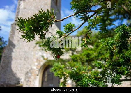 Bergh Apton Kirche, Eibenbaum, Taxus baccata Stockfoto