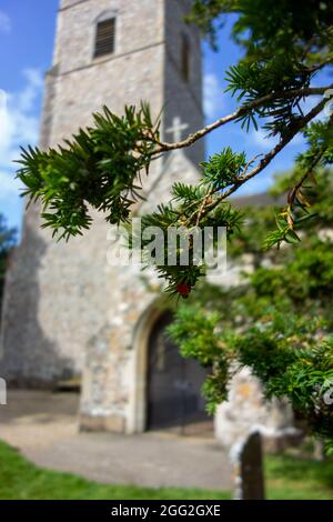 Bergh Apton Kirche, Eibenbaum, Taxus baccata Stockfoto