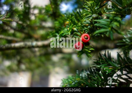 Bergh Apton Kirche, Eibenbaum, Taxus baccata Stockfoto